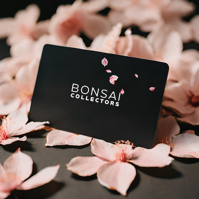 Bonsai Collectors 